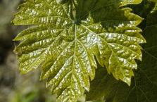 CASA ORNETO - Foto 66