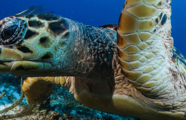 Plongée à Puerto Morelos - Photo 1