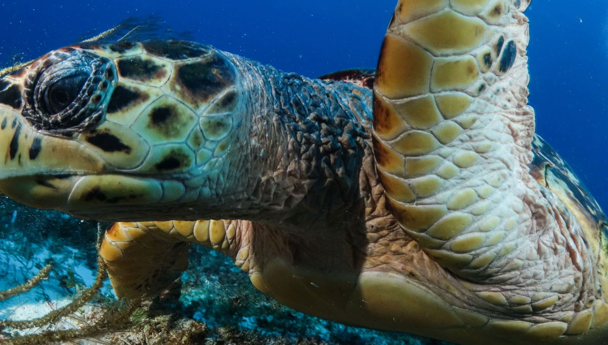 Plongée à Puerto Morelos
