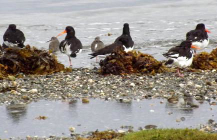 Little Egret - Foto 28
