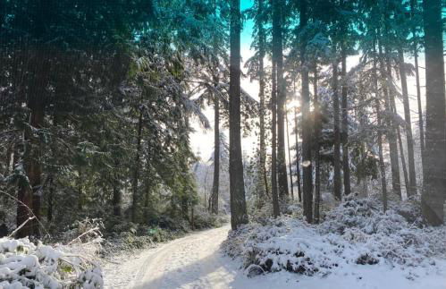 Perch - Island Hideaway - Foto 44