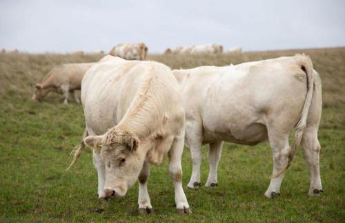 Kugelhaus Phoebe Charmantes Kugelhaus aus Holz am Waldrand des Tollensesees - Foto 35