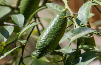 2 Pièces Bord de Mer avec Jardin - Foto 10
