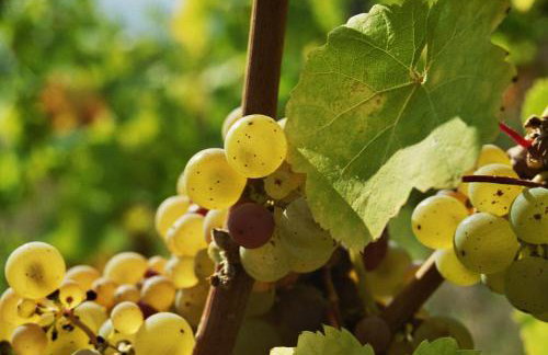 Weingut Caspari, Familie Eggert - Foto 24