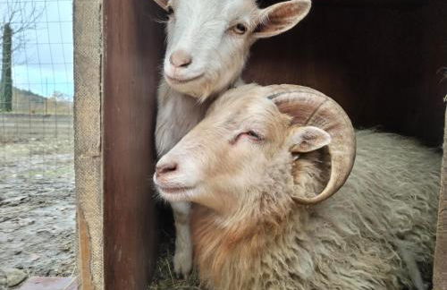 Cottoni Natural Space - Foto 32