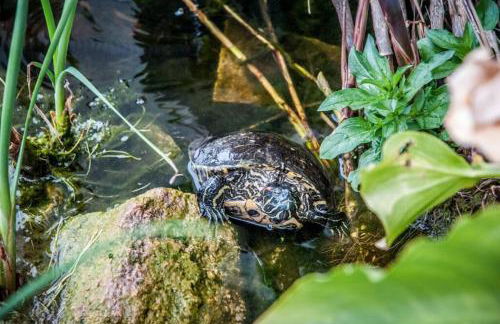 La Cuppulata - Stile Classico - Photo 15