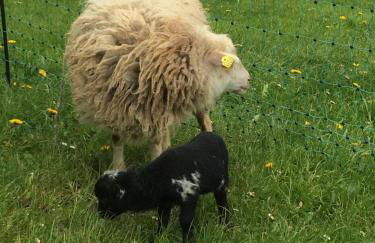 Ferienhof Schugg - Photo 45