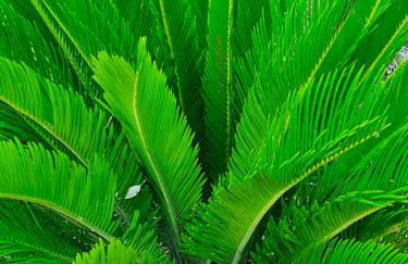 Odori di zagara - Foto 37