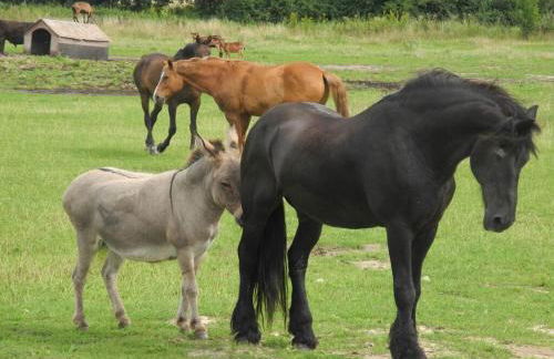 Häuschen über der Lanke - Photo 24