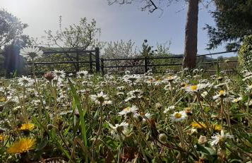 Villa Le Palmine - Foto 27