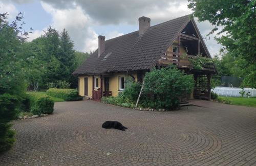 Biały Dzik Uszyszek - Foto 2