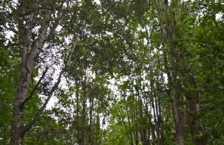 Camping Orpheus Apartments - Foto 60