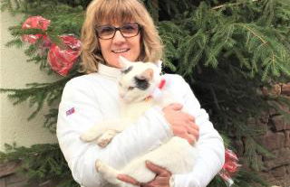 GÎTE DE LA FONTAINE - Foto 47