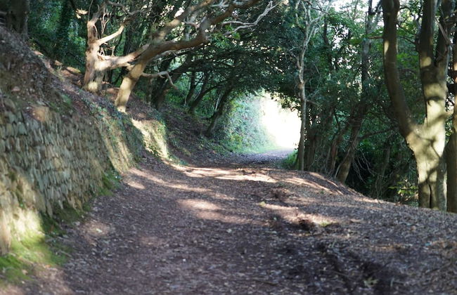 Blue Monkey - Foto 49