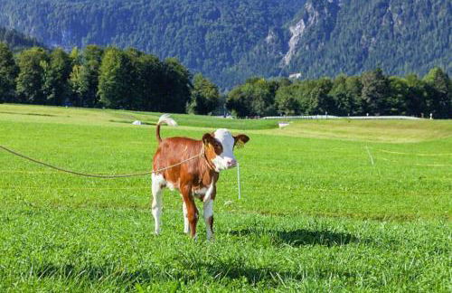 Triembachhof - Foto 8