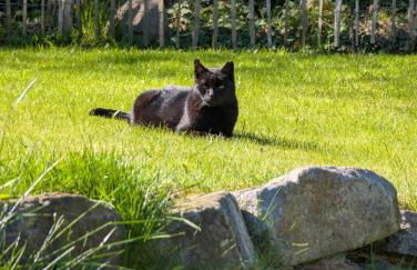 Traumkrone Ferienwohnungen - Wiesengrün - Foto 23