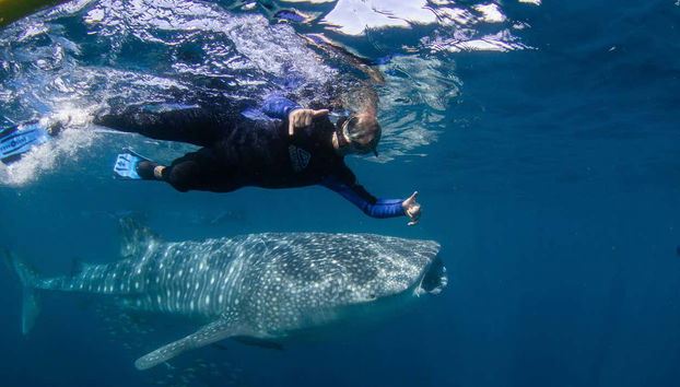 Swim in the open sea alongside giant marine creatures