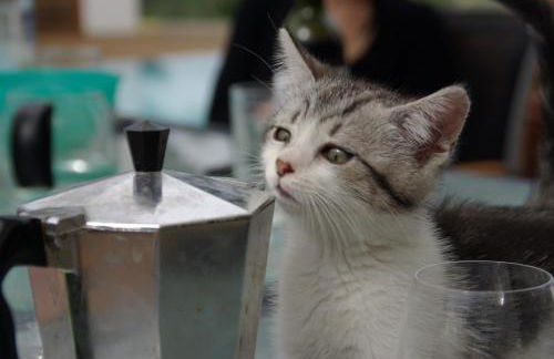 Résidence 3 étoiles Pietra Gemina - Appartements de vacances, au calme, avec Piscine - Foto 11
