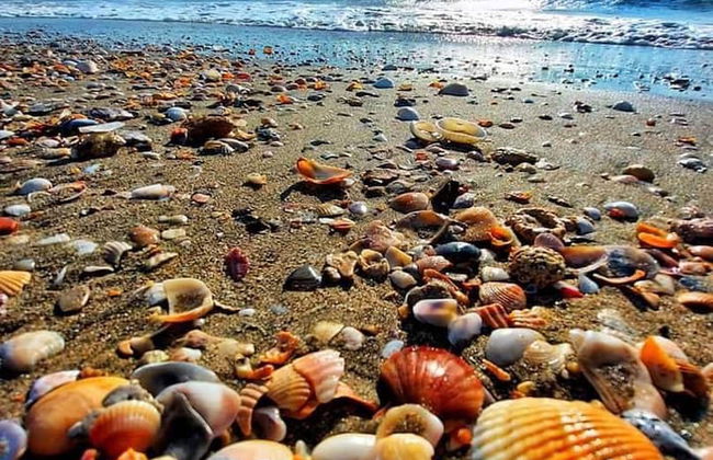 Nessebar Sea Nights - Photo 44