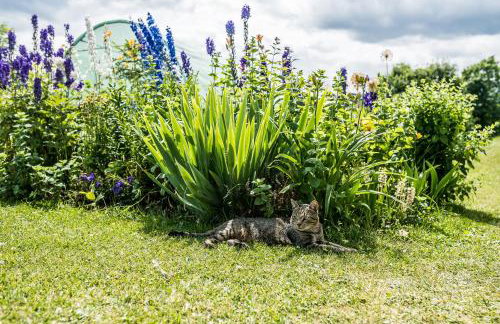 Nowe Miejsce Brzegi - Foto 9