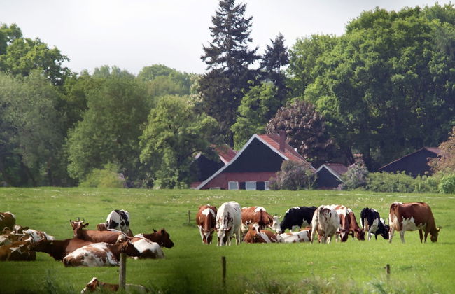 Cozy Lodge in the Achterhoek - Foto 26