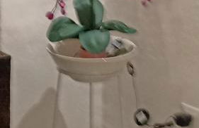 Fichi d india - Foto 32