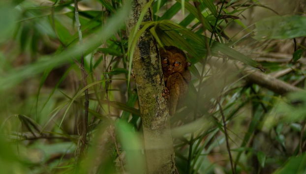 Discover Bohol with Private Chauffeur Services - Photo 2