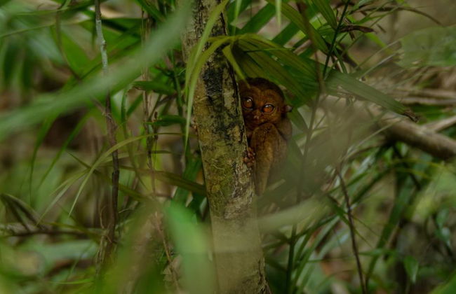 Discover Bohol with Private Chauffeur Services - Photo 2