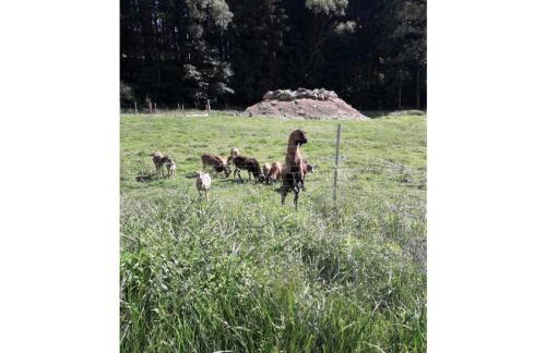 Gerda's Ferienhäuser - Foto 27