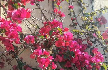 Le Buganville - Foto 21