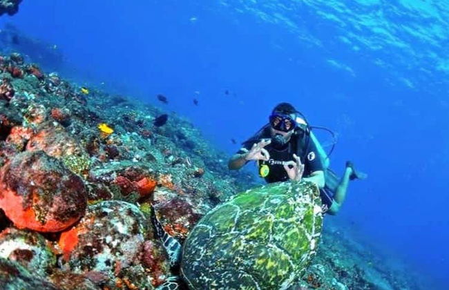 Baptême de plongée à Fernando de Noronha - Photo 3
