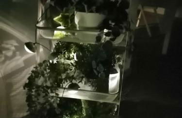 Blue Meadow - Foto 48