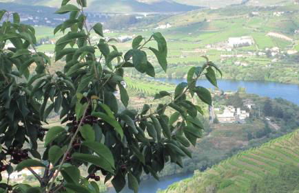 Quinta do Pombal Douro - Foto 49