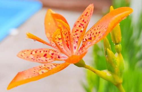 Apartamento Vila dos Sábias - Foto 20