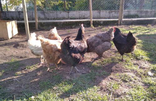 Kira en Las Merindades - Photo 12