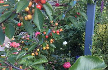 Gîte Le Faucon Pèlerin - Foto 30