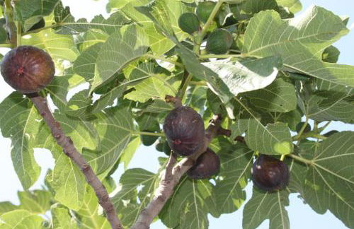 Villa Antica Macina - Foto 45