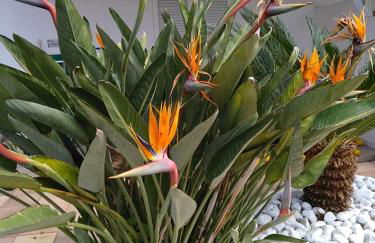 Residence Limoneto Ischia - Foto 37