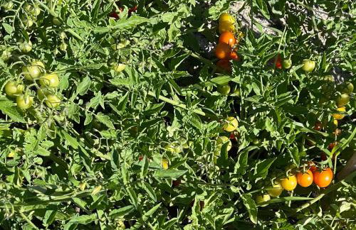 Kuća kod Fajdara - Foto 39