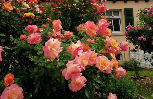 Ferienwohnung Rosenblick - Foto 22