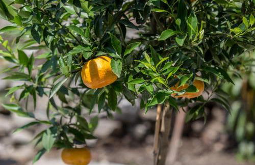 Residenza La Zagara - Foto 26