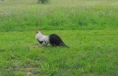 Domek pod Skiełkiem - Photo 58