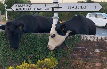 Farmhouse in the heart of the New Forest - Foto 35