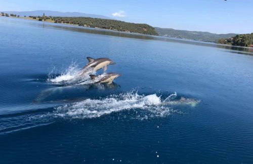 Horto Bay Studios - Foto 28