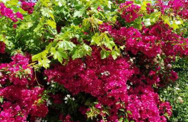 Villa Clio - Foto 30