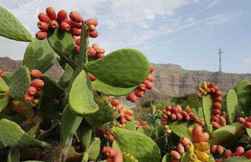 Villa Diana with private swimming pool in Tauro - Foto 45
