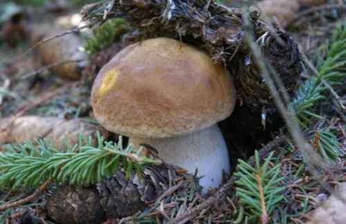 Gîte au calme pleine nature près d'un ruisseau - Foto 40