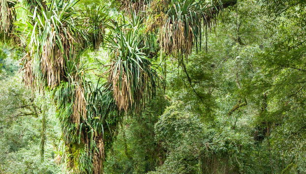 Marvel at the lushness of the park