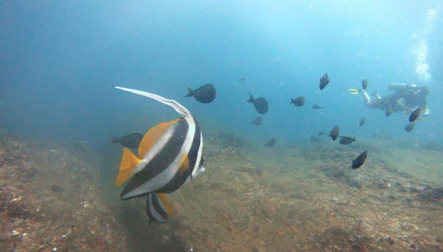 Recherchez des poissons