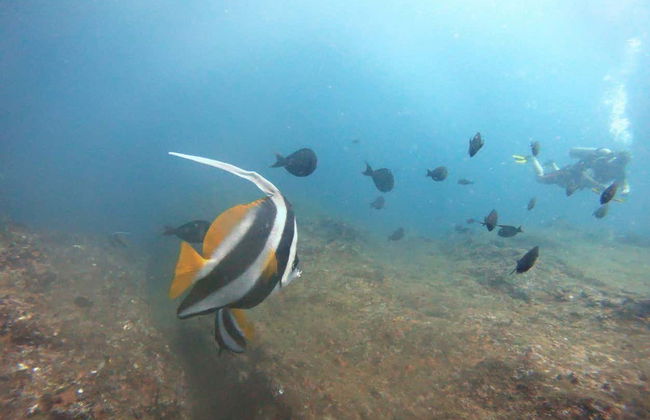 Scuba Diving in Mirissa - Foto 3